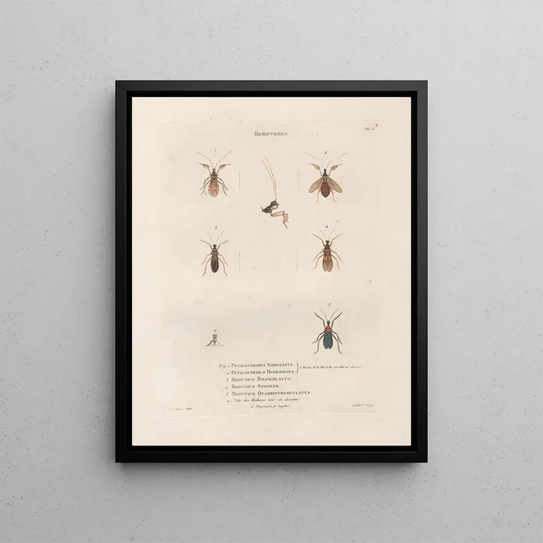 Jean Gabriel Pretre - Insectes recueillis en Afrique et en Amrique Pl57.webp