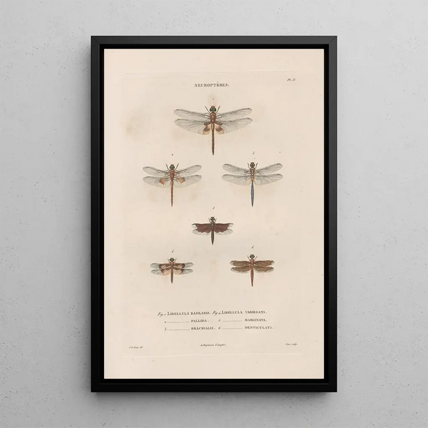 Jean Gabriel Pretre - Insectes recueillis en Afrique et en Amrique Pl61.webp
