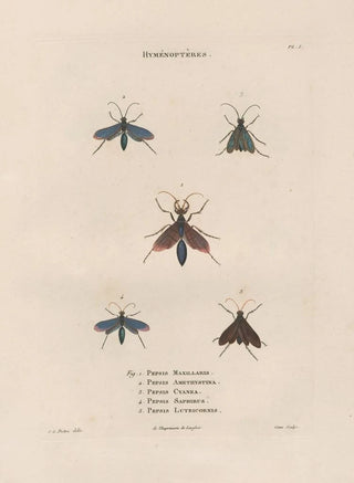 Jean Gabriel Pretre - Insectes recueillis en Afrique et en Amrique Pl69.webp