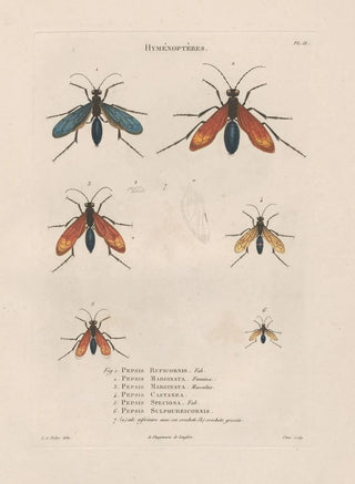 Jean Gabriel Pretre - Insectes recueillis en Afrique et en Amrique Pl70.webp