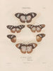 Insecten verzameld in Afrika en Amerika Pl82 - Jean Gabriel Prêtre — weergave van het kunstwerk
