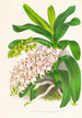 Aerides Odoratum - Jean Jules Linden — weergave van het kunstwerk