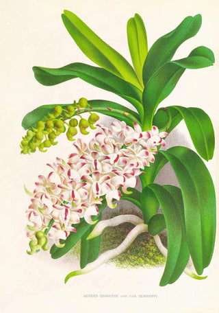 Jean Jules Linden - Aerides Odoratum.webp