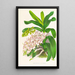 Aerides Odoratum - Jean Jules Linden — ingelijst kunstwerk aan de muur