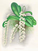 Citrate d'Angraecum - Jean Jules Linden — weergave van het kunstwerk