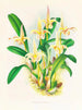 Lobe de Bolbophyllum - Jean Jules Linden — weergave van het kunstwerk