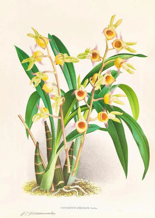Jean Jules Linden - Catasetum Discolor.webp