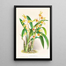 Catasetum Discolor - Jean Jules Linden — ingelijst kunstwerk aan de muur