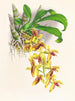 Catasetum galeritus - Jean Jules Linden — weergave van het kunstwerk