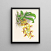 Catasetum galeritus - Jean Jules Linden — ingelijst kunstwerk aan de muur