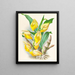 Catasetum macrocarpum - Jean Jules Linden — ingelijst kunstwerk aan de muur