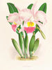 Cattleya Mendeli - Jean Jules Linden — weergave van het kunstwerk