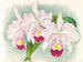 Koe Cattleya trianae var. Martin Cahuzac - Jean Jules Linden — weergave van het kunstwerk