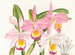Cattleya eldorado - Jean Jules Linden — weergave van het kunstwerk
