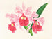 Cattleya gigas - Jean Jules Linden — weergave van het kunstwerk