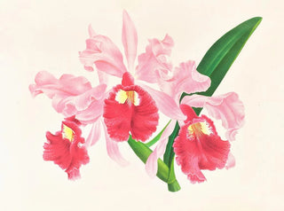 Jean Jules Linden - Cattleya gigas.webp