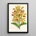 Cattleya guttata - Jean Jules Linden — ingelijst kunstwerk aan de muur