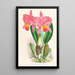 Cattleya percivaliana var reichenbachi - Jean Jules Linden — ingelijst kunstwerk aan de muur
