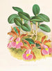 Cattleya schilleriana - Jean Jules Linden — weergave van het kunstwerk