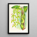 Coelogyne peltastes - Jean Jules Linden — ingelijst kunstwerk aan de muur
