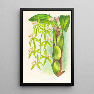 Jean Jules Linden - Coelogyne peltastes.webp