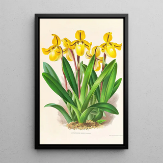 Jean Jules Linden - Cypripedium Druryi.webp