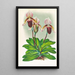Cypripedium barbato veitchianum - Jean Jules Linden — ingelijst kunstwerk aan de muur