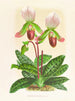 Cypripedium callosum - Jean Jules Linden — weergave van het kunstwerk