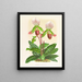 Cypripedium callosum - Jean Jules Linden — ingelijst kunstwerk aan de muur