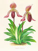 Cypripedium fraseri - Jean Jules Linden — weergave van het kunstwerk