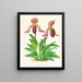 Cypripedium fraseri - Jean Jules Linden — ingelijst kunstwerk aan de muur