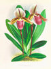 Cypripedium orphanum - Jean Jules Linden — weergave van het kunstwerk