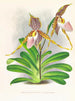 Cypripedium excelle var. Kimballianum - Jean Jules Linden — weergave van het kunstwerk