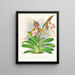 Cypripedium excelle var. Kimballianum - Jean Jules Linden — ingelijst kunstwerk aan de muur