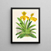 Cypripedium sallieri - Jean Jules Linden — ingelijst kunstwerk aan de muur