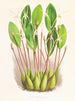 Dendrobium ongepubliceerd - Jean Jules Linden — weergave van het kunstwerk