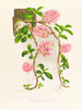 Dendrobium bracteosum - Jean Jules Linden — weergave van het kunstwerk