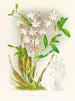 Dendrobium bursae - Jean Jules Linden — weergave van het kunstwerk