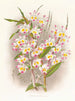 Dendrobium uit het Devonian - Jean Jules Linden — weergave van het kunstwerk