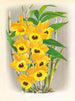 Dendrobium paxtoni - Jean Jules Linden — weergave van het kunstwerk