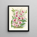 Dendrobium superbum var. - Jean Jules Linden — ingelijst kunstwerk aan de muur