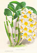 Dendrobium thyrsiflorum - Jean Jules Linden — weergave van het kunstwerk