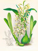 Epiëdendrum prismatocarpum - Jean Jules Linden — weergave van het kunstwerk