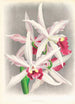 Laelia elegans - Jean Jules Linden — weergave van het kunstwerk