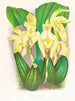 Lycaste costata - Jean Jules Linden — weergave van het kunstwerk