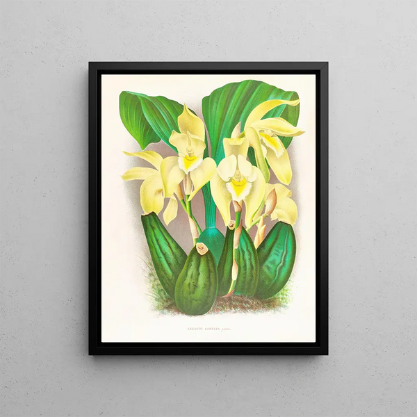 Jean Jules Linden - Lycaste costata.webp