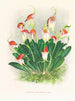 Masdevallia reichenbachiana - Jean Jules Linden — weergave van het kunstwerk