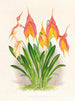 Masdevallia veitchiana - Jean Jules Linden | Schilderij — weergave van het kunstwerk