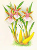 Miltonia blunti - Jean Jules Linden — weergave van het kunstwerk