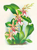 Odontoglossum hastilabium - Jean Jules Linden — weergave van het kunstwerk